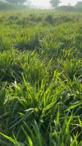 Mulato II Hybrid 20 50g 100g (2500 6250 12500 seeds) with Warranty