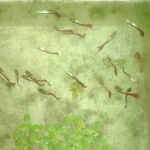 10pcs Beautiful Assorted Guppies