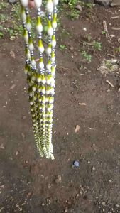 MELATI SUNDA MUTIARA MELATI SULTAN PREMIUM