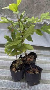 Hoa Bạch Mai cây nguyên bản gieo từ hạt( bao chuẩn giống)