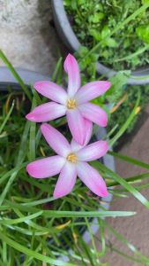 6 หัวละ F.หัวดอกบัวดิน Winter Sweet การผลิตของหัวละ 7 บาท