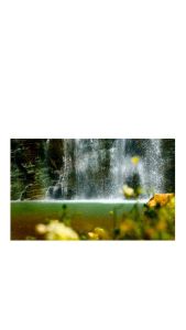 Phân Bón Lá Caviet Cung Cấp Đầu Đủ Dưỡng Chất Dưỡng Lá