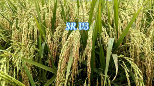 Benih padi genjah SR V3 Kemasan 1kg (SR Terbaru) benih padi umur 75 hari panen ORIGINAL