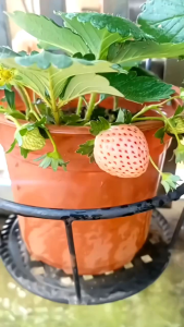 Combo 06 cây MÔ LY mích giống