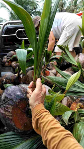 ต้นมะพร้าวแกงลูกผสมชุมพร2 เนื้อหนา กะลาบาง ต้นเตี้ย ให้ผลต่อเนื่องนานกว่า 30 ปี จัดชุด 5 ต้น/กล่อง กดสั่งทีละ1กล่องเท่านั้น