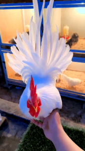 TELUR AYAM HIAS KATE JEPANG SAMURAI UNTUK DI TETASKAN