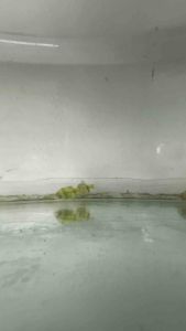 Neon Green Tiger Barb Fish / freshwater/ Live Fish 荧光青虎