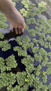 1 pcs Salvinia Cucullata Floating Plant