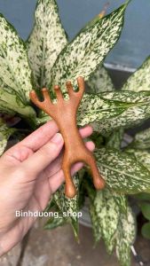 Lược ếch 2 đầu (M2) massage cạo gió day ấn huyệt cổ vai gáy hiệu quả