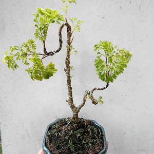 Cây đinh lăng bonsai dáng nhân văn kèm chậu bát Tràng