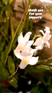 Real Plant Pigeon Orchid/ Dendrobium crumenatum