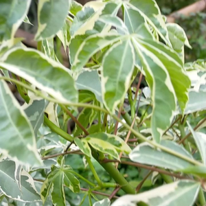 Bibit Tanaman Hias Randu Varigata Satu Meteran