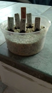 ธูปพญานาค 500 แท่ง ขายถูก แถมคาถาบูชา ปลุกเสกเรียบร้อย ตัวเลขชัดเจน3ตัว ให้หวยแม่น