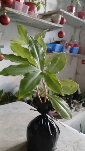 The insulin plant (Costus igneus or Chamaecostus cuspidatus) is a tropical perennial herb that grows as an arching clump up to two feet tall. LIVE plant in polybag