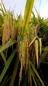 Rice Seeds Cibatu 06 Kemasan 5 KG Bibit Unggul Bobot seperti batu