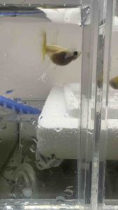 🔥HOT🔥 Yellow Gold Banana Ribbon SHORTBODY GlassBelly BIG FinC 🇻🇳 Guppy Fish (PREMIUM TOP GRADE) (NEW STRAIN)