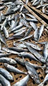 Ikan asin layang / klotok / japuh / benggol / dencis K3 SUPER