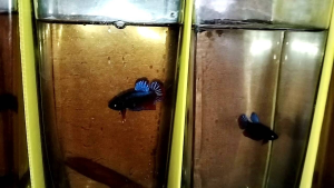 N9 สายหนัง ครบเครื่องเรื่องชั้นเชิง เทา คราม | ชั้นเชิง เทา คราม | สายหนัง