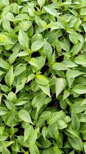 Benih cabe merah kriting siap tanam paket 20 batang bibit siap tanam