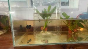 น้ำหมักปลากัด รักษาอาการป่วย สำหรับปลากัด สั่งคบ 2 ฟรี สำหรับการผสมเสียดชิ้น 1 ถุง