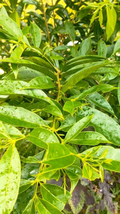 Daun mahkota dewa segar