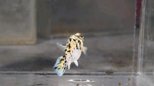 Pikachu Balloon Molly Fish(Female) 短身气球茉莉鱼(母)❗️(Not random fish）❗️Fish same as order❗️42