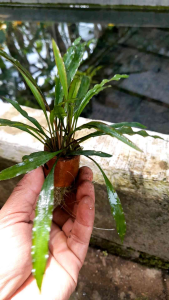 Tanaman Hias Air: Desain Aquascape dengan Cryptoco Seperalis & Media Pot Tanah