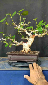 Bonsai Bahan Prospek