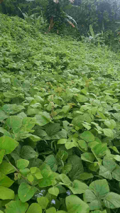 BIJI KACANGAN PUERARIA JAVANICA (PJ) 1 Kg.