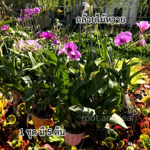 กล้วยไม้หวาย 1 ชุด มี 5 ต้น เลี้ยงง่าย โตไว ออกดอกดก สีสวย ไม้มงคลเสริมเสน่ห์ และความรุ่งเรือง