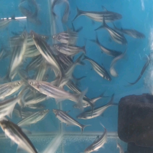 1/3/6 PIECES PACKAGE /PATIN CATFISH/IKAN PATIN/LIVE FISH /IKAN HIASAN /ORNAMENTAL FISH /AQUARIUM NEED /READY STOCK