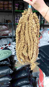 isi 5 Tangkai JEWAWUT Kuning / yellow millet foxtail