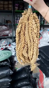 100 GRAM PAKAN BURUNG cemilan hamster JEWAWUT TANGKAI Millet foxtail yellow