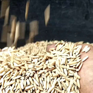 BENIH PADI IMPARI 32 SUPER JUMBO UNGGUL BERKUALITAS 1KG