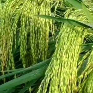 BENIH PADI SI DENOK SUPER ORIGINAL SUPER UNGGUL PER 1KG