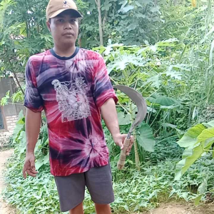 Arit sabit rumput ranting rambanan padi dll (peralatan berkebun cocok di gunakan sehari-hari)