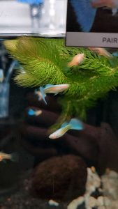Albino Sky Blue Guppy Fish Freshwater Decorative Fish