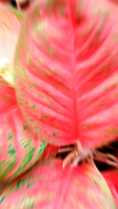 tanaman aglonema wulandari 8+9+10+++