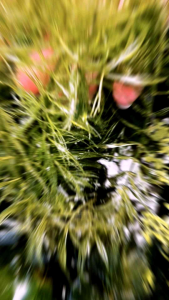 สาหร่ายฉัตร เป็นชั้นเหมือนฉัตร พืชน้ำสวยงาม ขนาด70กรัม ซื้อนิดเดียวพอ ขยายพันธ์ง่ายมากๆ ***จัดส่งเฉพาะเขต ปริมณฑลและกรุงเทพเท่านั้น***ถ้าไกลๆสินค้าอาจเสียหายได้***