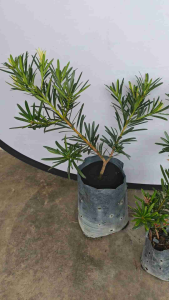 1尺多红芽系列罗汉松(金彩钻/紫色一号/黄芽红芯/紫真趣) 1FT↑RED PODOCARPUS