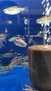 Congo Tetra/Readystock/Freshwater/Ornamental Fish