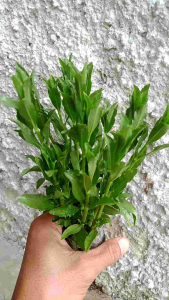 Hygrophila Balsamica 10 batang Emersed Tanaman Aquascape
