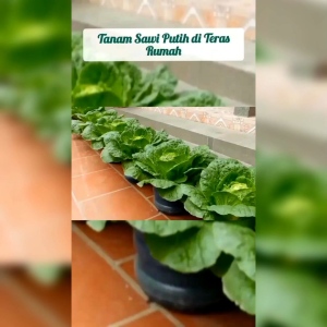 BENIH SAYURAN SAWI PUTIH CHINA (KEMASAN ORIGINAL)