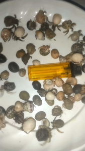 12 keong kelomang balap kecil umang-umang