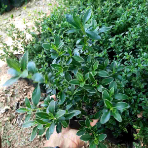 TANAMA HIAS MIRTEN / BIBIT BONSAI MIRTEM