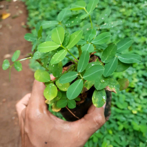 TANAMAN HIAS LADEP KACANGAN / TANAMAN DAUN LANDEP KACANG-KACANGA