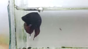 Betta Bangkok fighter by thk/ikan laga Bangkok pair ada