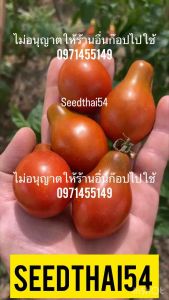 เมล็ดพันธุ์ มะเขือเทศลูกแพร์ทรงสวย Pear Tomato (Original) ***มะเขือเทศแดง Pear Tomato Red*สายพันธุ์ OP จำนวน100เมล็ด
