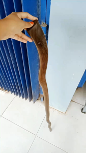 tongkat jalan kayu kalimosodo model nabi S89