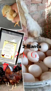 แคลเซียมสำหรับสัตว์ แคลเซียมคาร์บอเนต แคลเซี่ยมสำหรับไก่ไข่ แคลเซียมสำหรับเป็ดแคลเซียมสำหรับวัว แคลเซียมสำหรับแพะ แคลเซี่ยมสำหรับแกะแคลเซียมชนิดผง ( บรรจุ 2 กิโลกรัม )